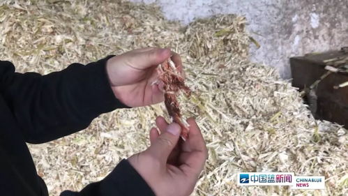 紅糖安全風(fēng)波 義烏知名紅糖廠被查出多項問題，如何科學(xué)看待？