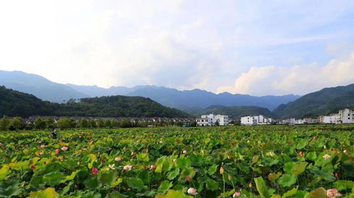 情系森林 綠滿鄉(xiāng)村 湖南省國(guó)家級(jí)森林鄉(xiāng)村風(fēng)光掠影 四